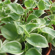 پپرومیا قاشقی